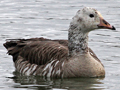 Canada Goose x domestic Greylag Goose hybrid